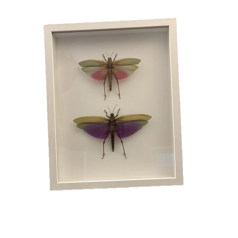 Real Grasshoppers Framed Titanacris Albipes Lopacris Cristata Entomology Art
